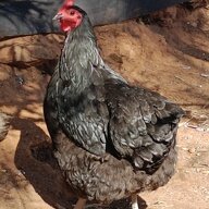 We love chooks