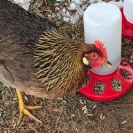 New Chicken Daddy