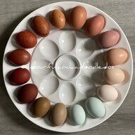 ColourfulCockADoodleDos