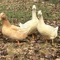 DuckMamaK
