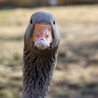 DuckMixMan