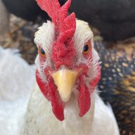 danthechimken