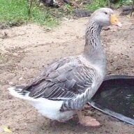 MamaGalGoose