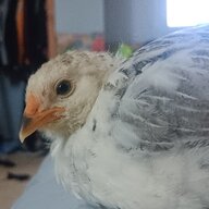 A chick named Snowball
