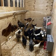 Just_flocking_around