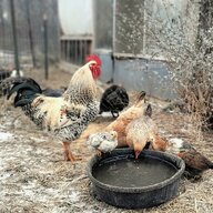 FarmChick63