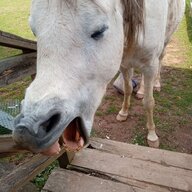 HorseDad