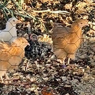 Chicken Momma Johns