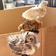 Companihen