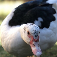 stinkyduckfeet