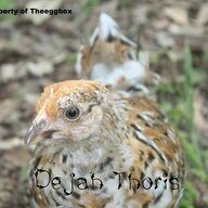 Theeggboxtoo