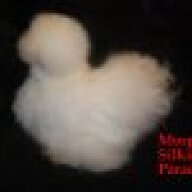 Morgan's_Silkie_Parade