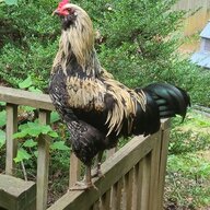 Chickie YumYum