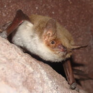 Beachbat