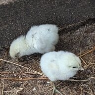 Back40chick