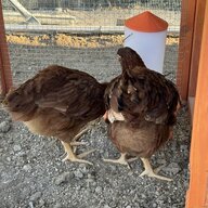 RuthhoneyEstherFrannymom