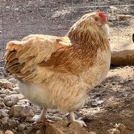 UneggspectedChickenLady