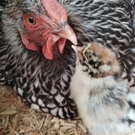Ribeehens