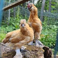 GreenFoxBlackRooster
