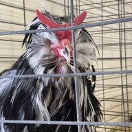 Chickenenjoyer