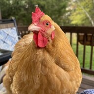 carolinachickadee