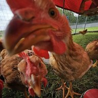 Chicksnvettes