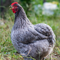 chickensinthephilippines