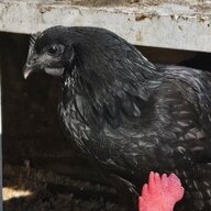 Celticcowgurl