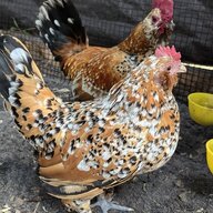 bountyofbantams