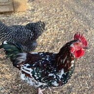 chicknlittl