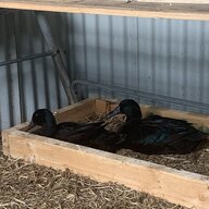 DuckDuckandDuck