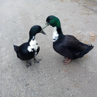 RandomDucks