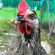 Clucking happy