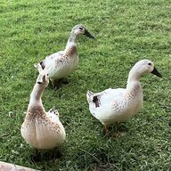 Soonerducks