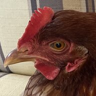 ChookaPete