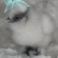 alohapepesilkies