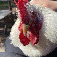 Cheekychook12