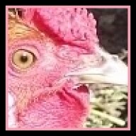 reveriereptile