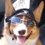 Shepdog