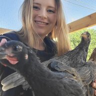 GingerChickieChick