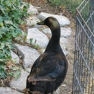Kayuduck