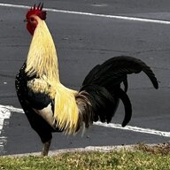drjreber