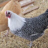 Chicken_overlord