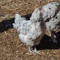 Not-so Slick Chicken