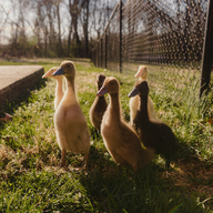 kennysquackers