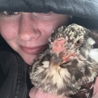 CluckingCute