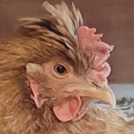 Flock4