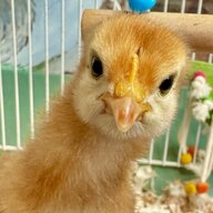 FlamingoChickens