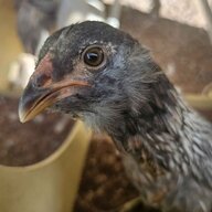 ColoradoChicken89