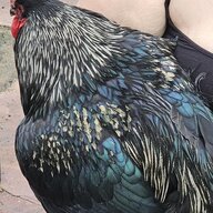 Crowsons_Critters